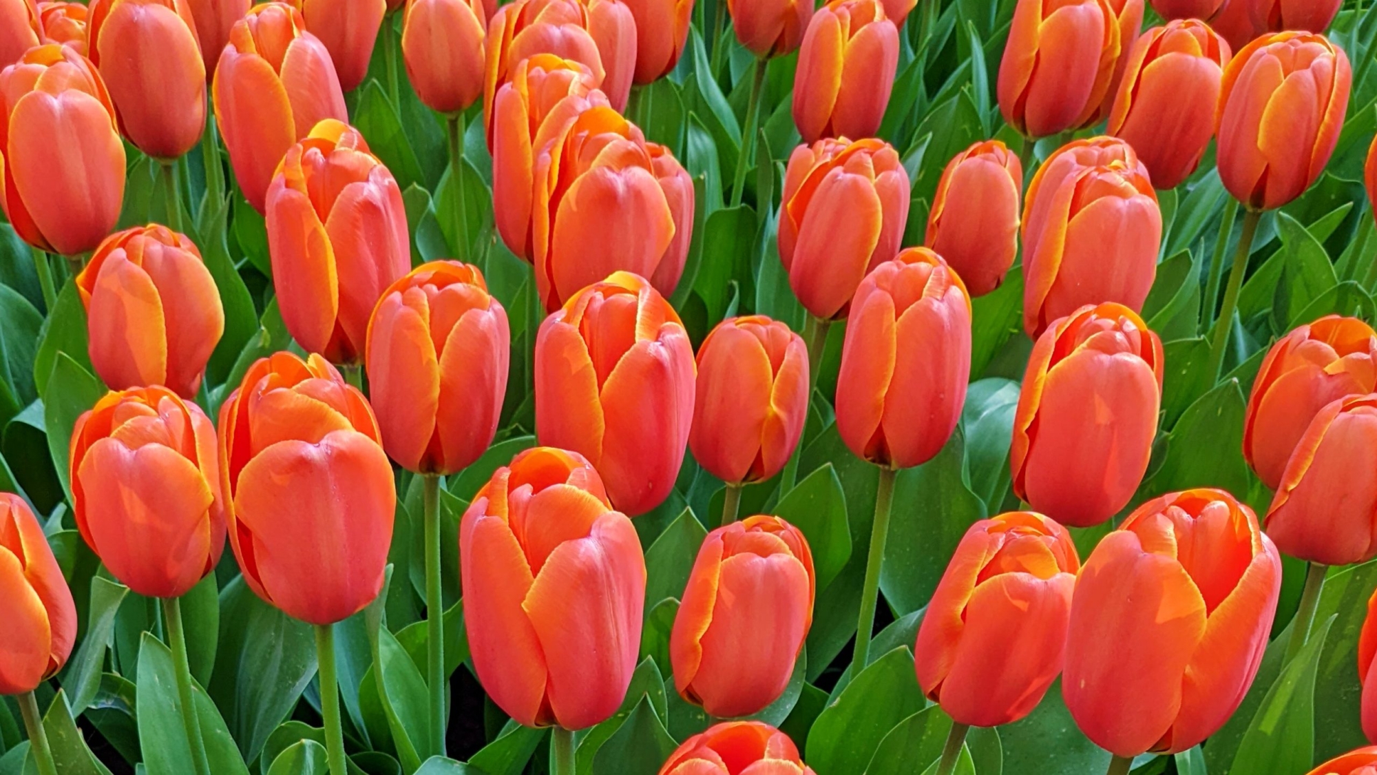 Tulip Red 2 16-9