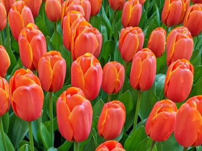 Tulip Red 2 16-9